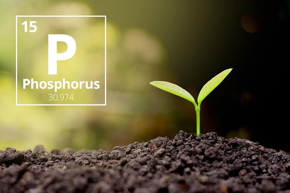 Phosphite : Fungicide, fertilizer or bio-stimulator