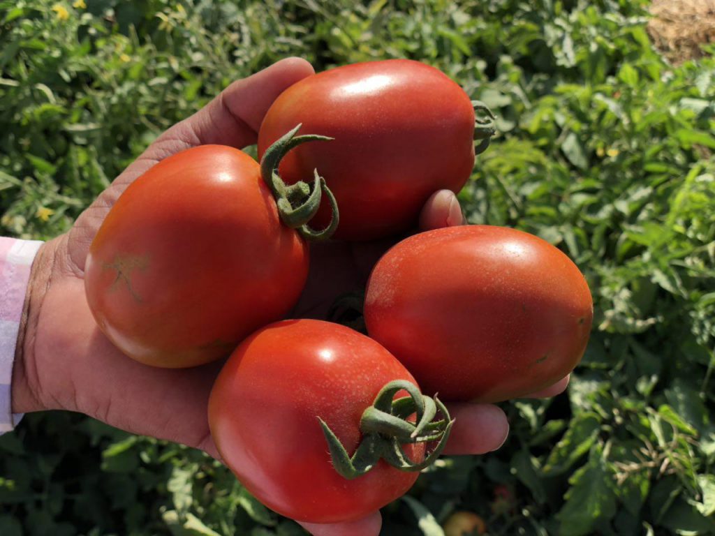 Heterosis, Combining Ability and Genetics for Brix%, Days to First Fruit Ripening and Yield in Tomato