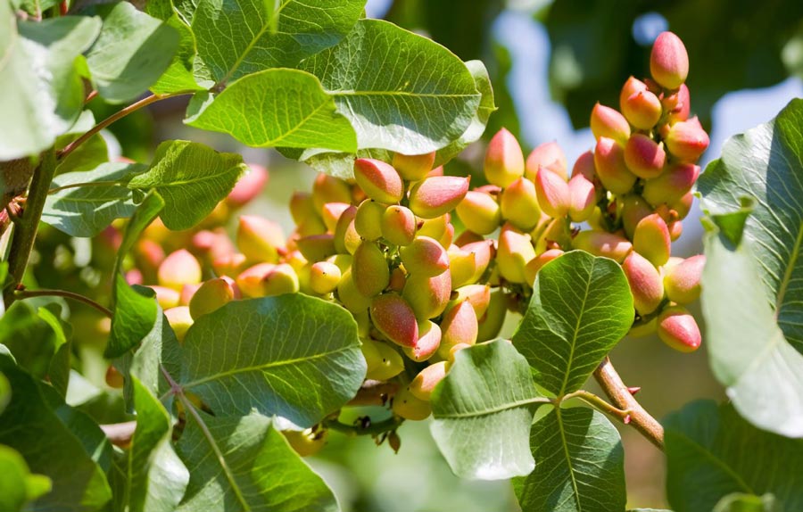 INCREASING THE YIELD AND QUALITY OF PISTACHIO NUTS BY APPLYING BALANCED AMOUNTS OF FERTILIZERS