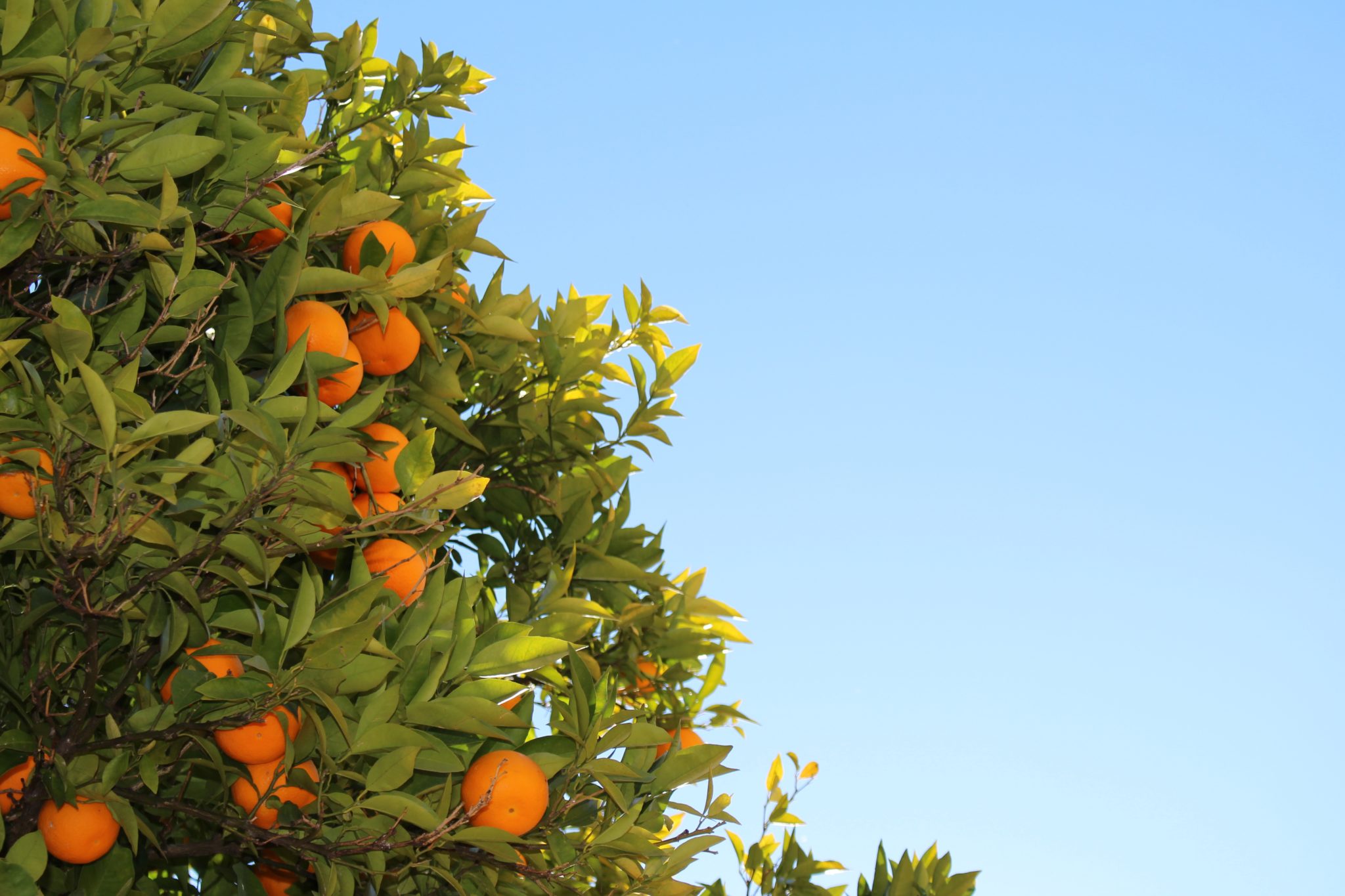 دانش کشاورز : تغذیه سال درختان میوه
