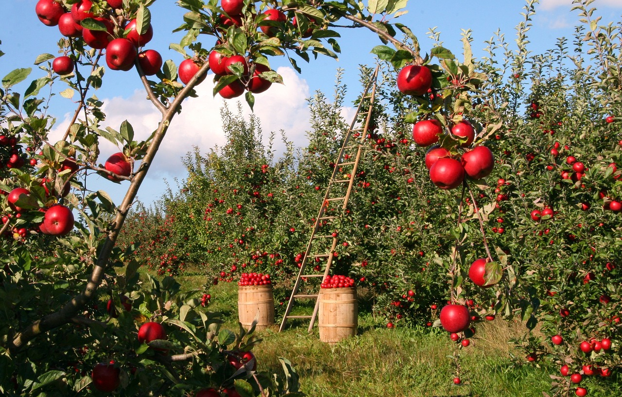 دانش کشاورز : ارقام سیب را بشناسیم