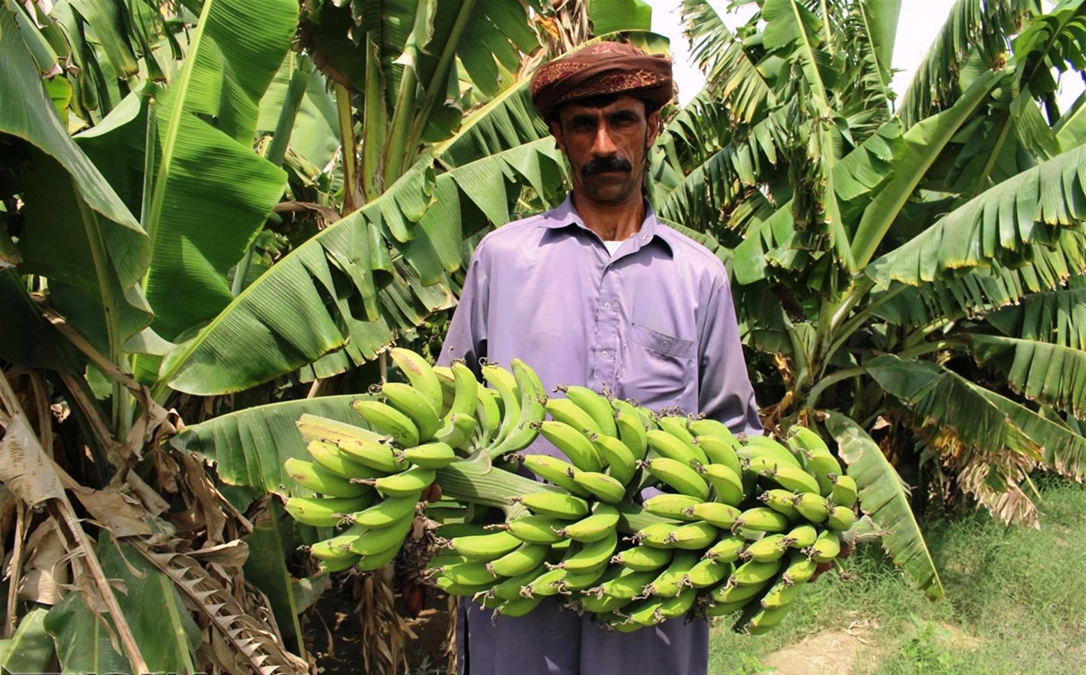احداث باغ مادری میوه‌های گرمسیری و نیمه گرمسیری در سیستان و بلوچستان