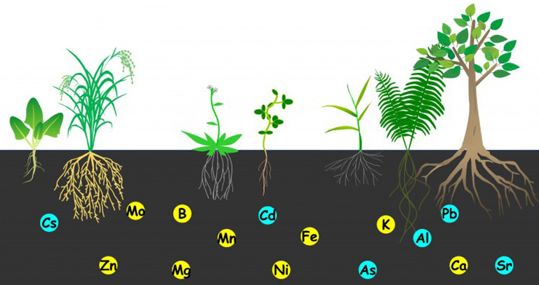 دانش کشاورز: محاسبه میزان فسفر در خاک