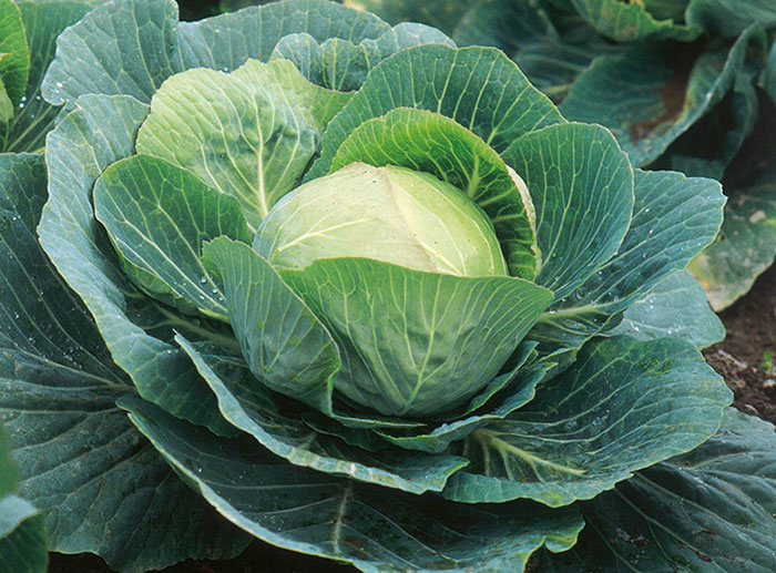 Cabbage (Brassica oleracea) Response to Pendimethalin Applied Posttransplant