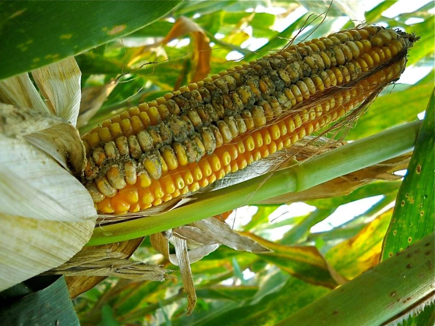 Aflatoxin-free transgenic maize using host-induced gene silencing