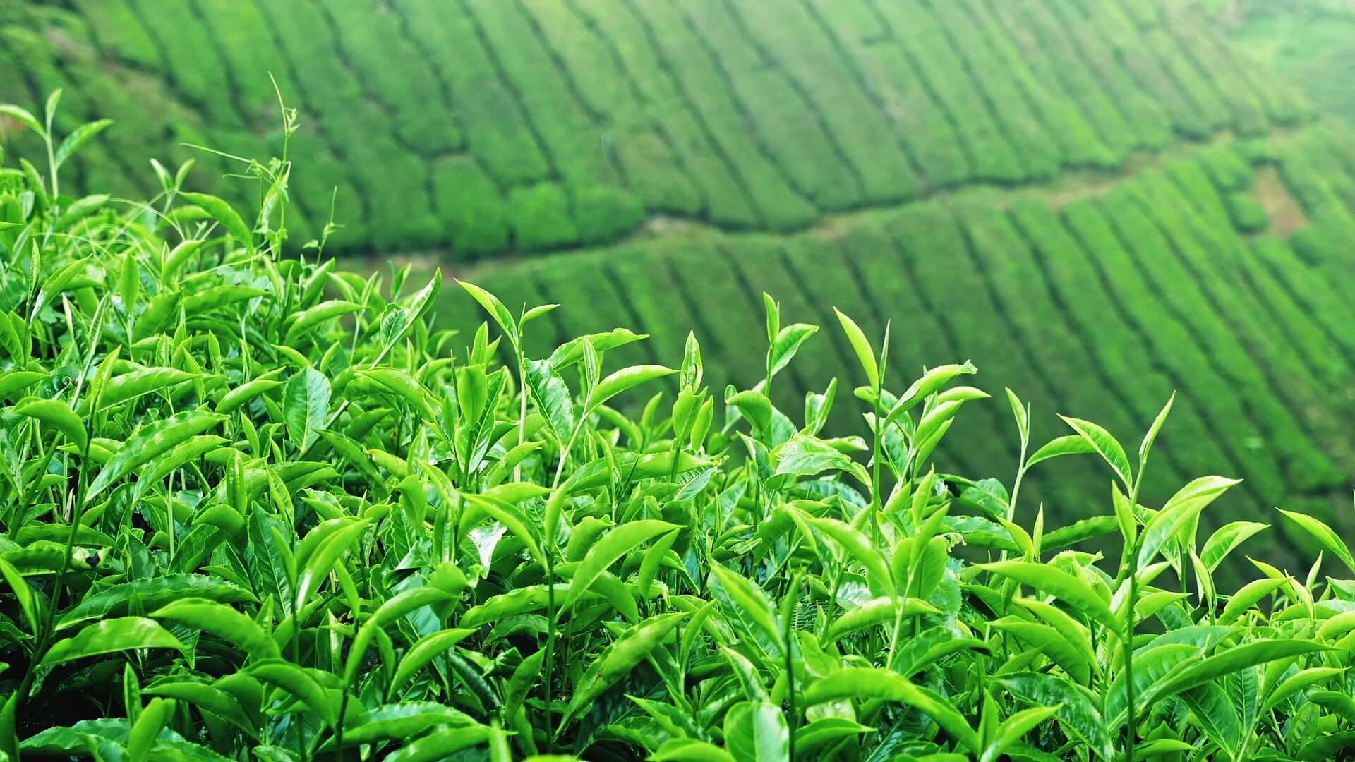 اعلام نرخ خرید تضمینی برگ سبز چای در سال ۹۹
