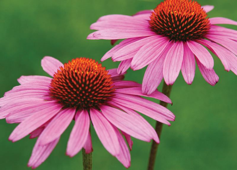 Antiviral Activity of Characterized Extracts from Echinacea