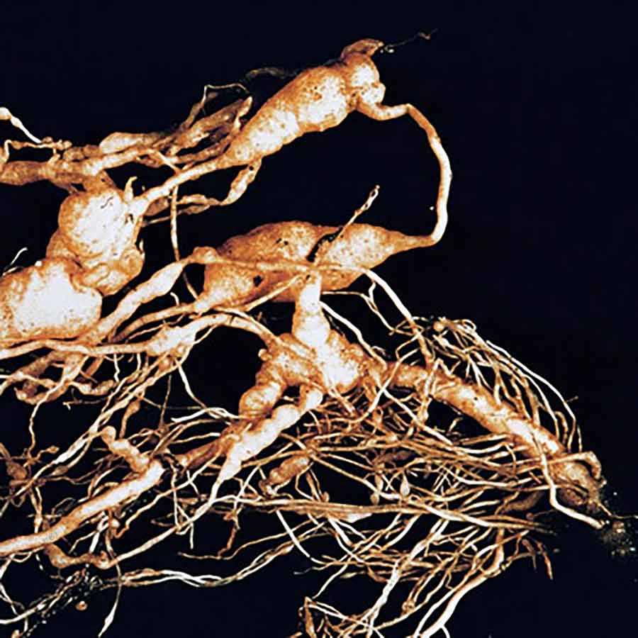 دانش کشاورز : نماتد مولد گره ریشه در جالیز